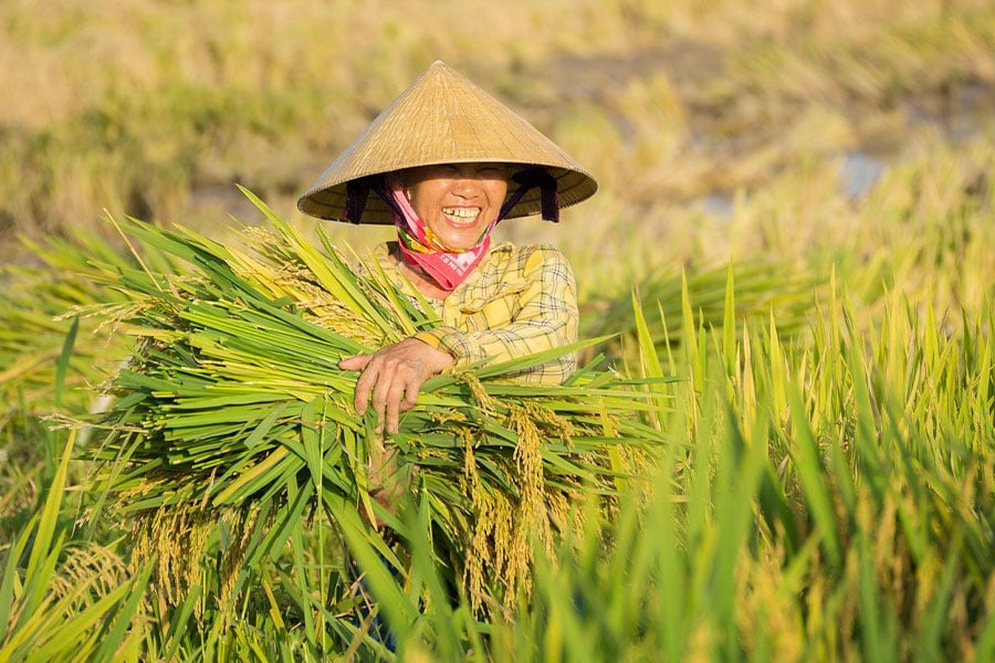 Agricultora vietnamita con un paquete de arroz recién cosechado
