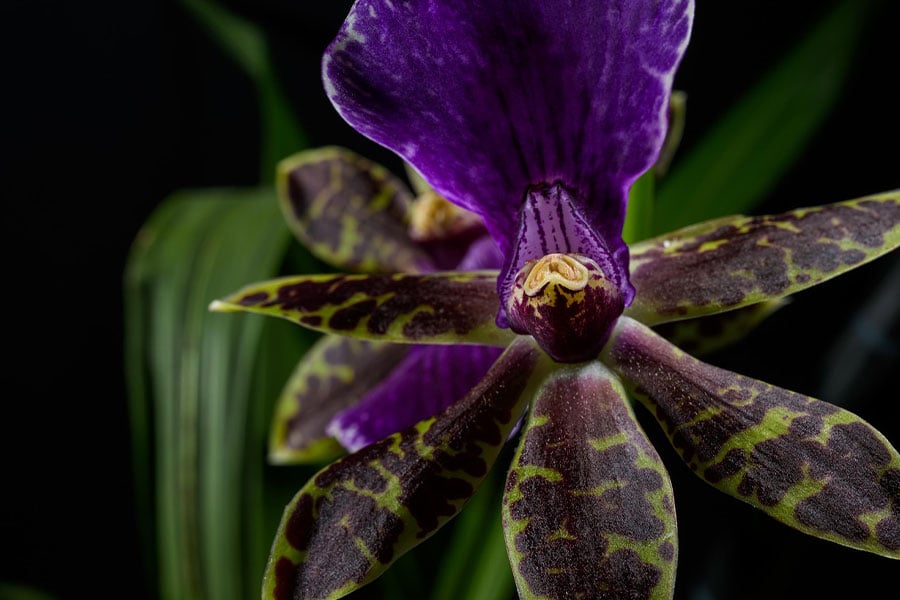 Zygopetalum conocido por sus llamativas flores cerosas