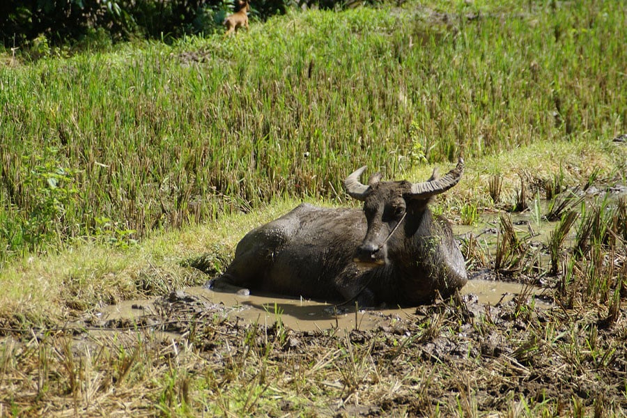búfalo de agua búfalo doméstico