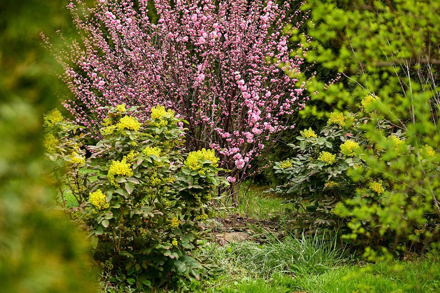 Las plantas del jardín de primavera florecen