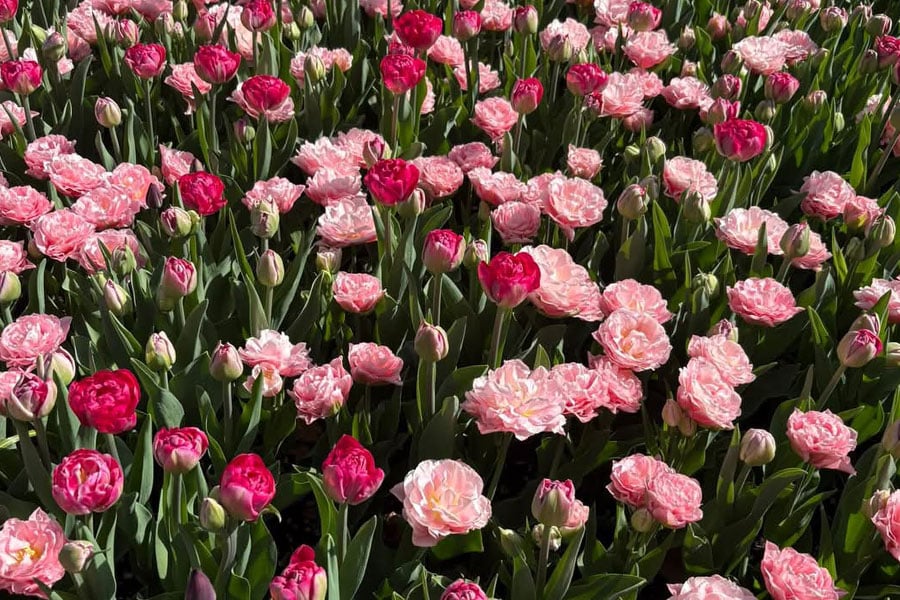 Flores de tulipanes coloridas y variadas