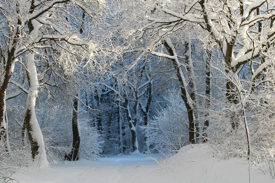 Fotografía atmosférica de un sendero forestal cubierto de nieve.