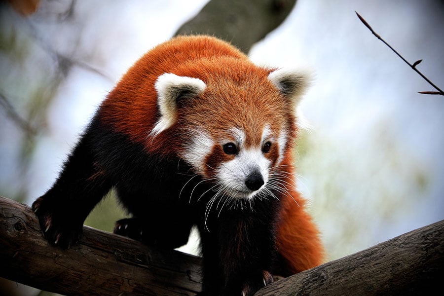 Pequeño panda rojo del tamaño de un gato casi grande