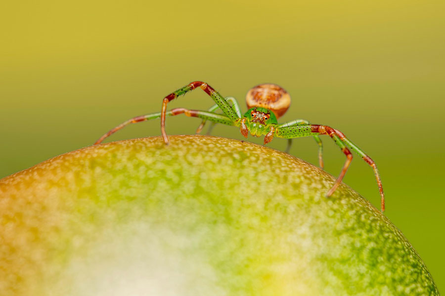 Araña cangrejo verde arácnida