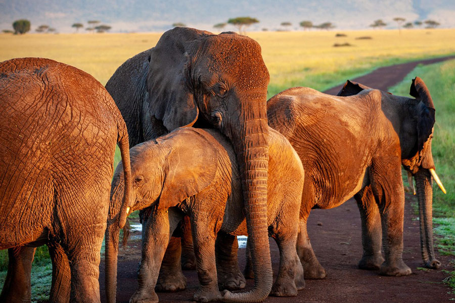 Una familia de elefantes de la sabana africana