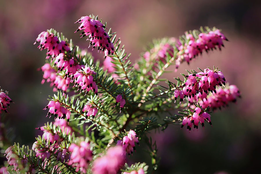 Erica carnea de brezo de invierno