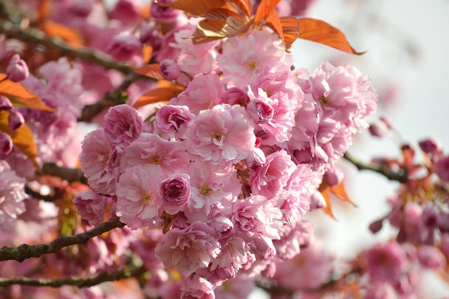 Flores de árbol rosa de cerca