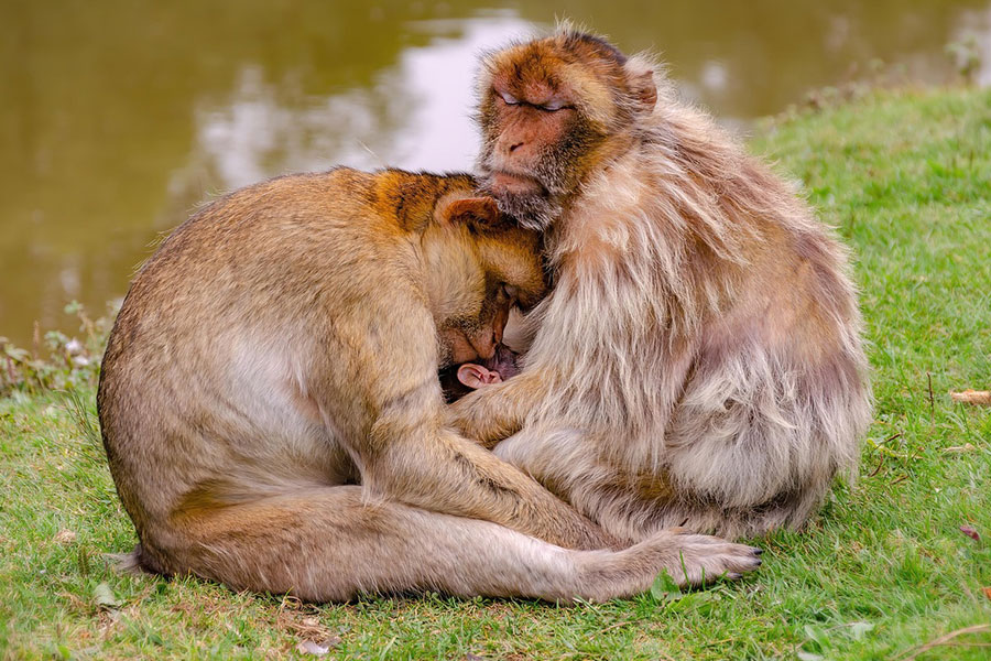 Familia de monos de Berbería