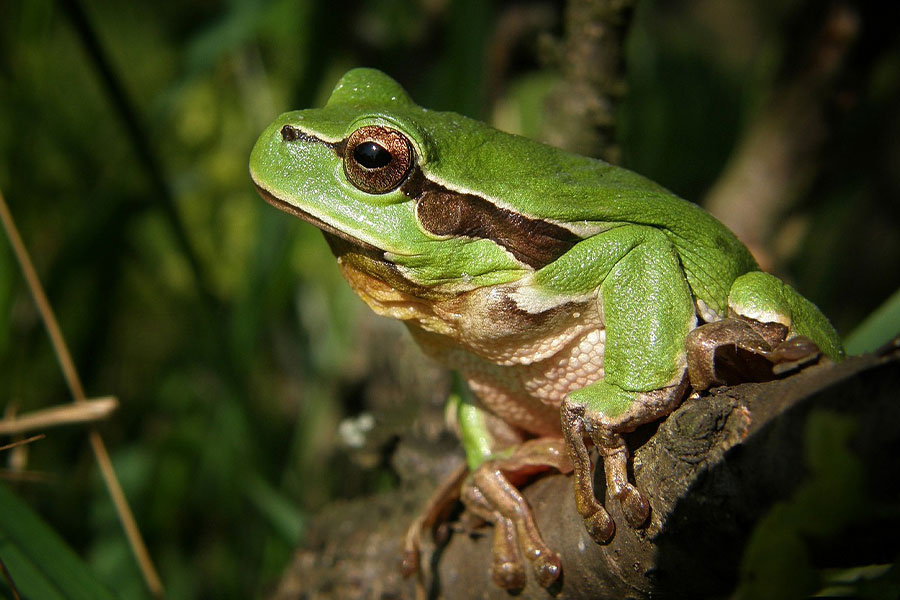 Una rana arbórea europea