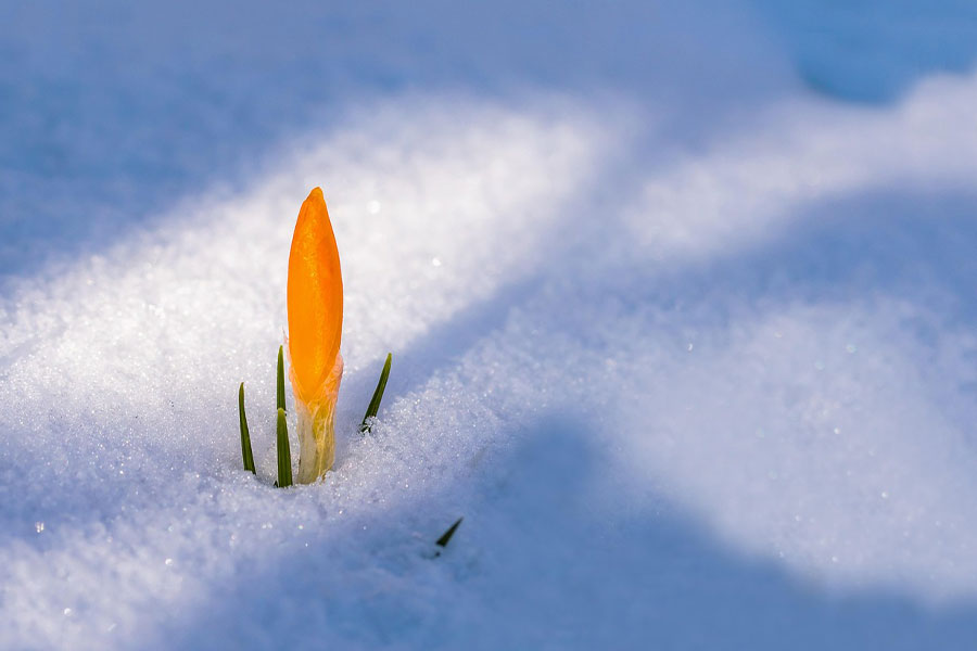 Flor de azafrán amarilla que despierta la primavera
