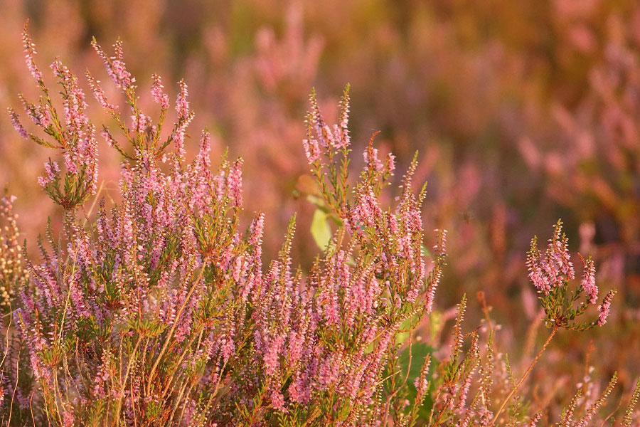 Calluna vulgaris brezo de verano