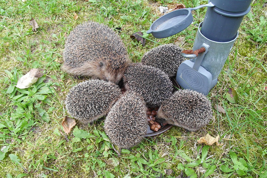Madre con su cría comiendo de un cuenco