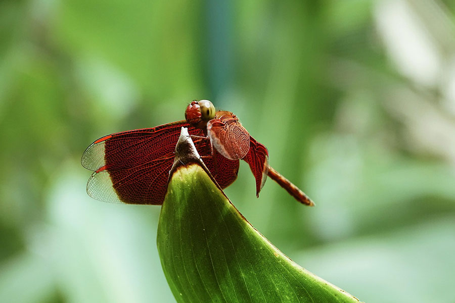 Neurothemis fluctuans, gavilán rojo