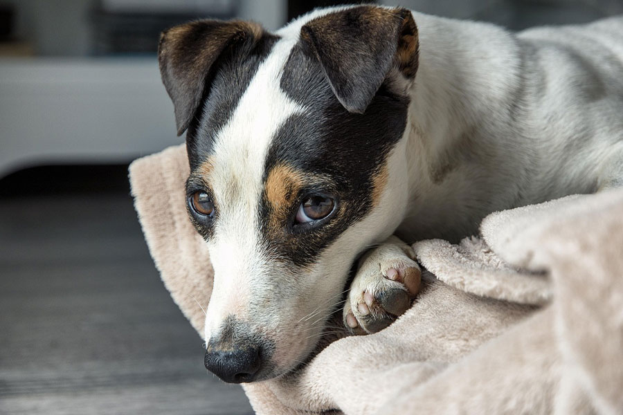 Perro mascota Jack Russell