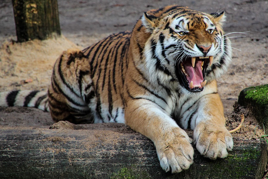 Un tigre enseñando los dientes