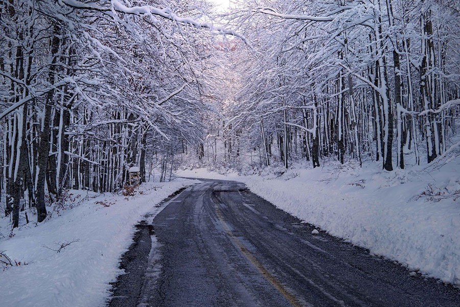 Camino sinuoso por un denso bosque cubierto de nieve