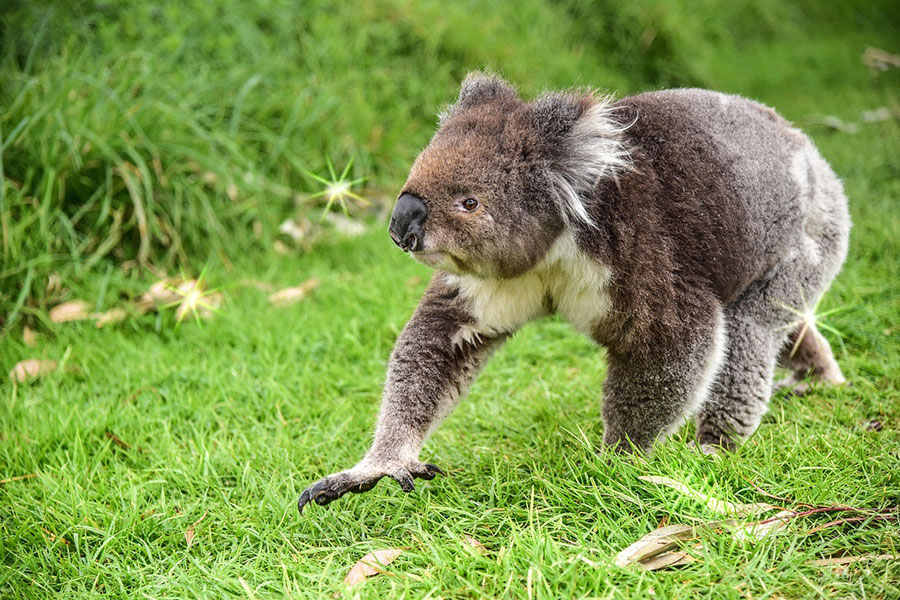 Koala marsupial hallado en el este de Australia