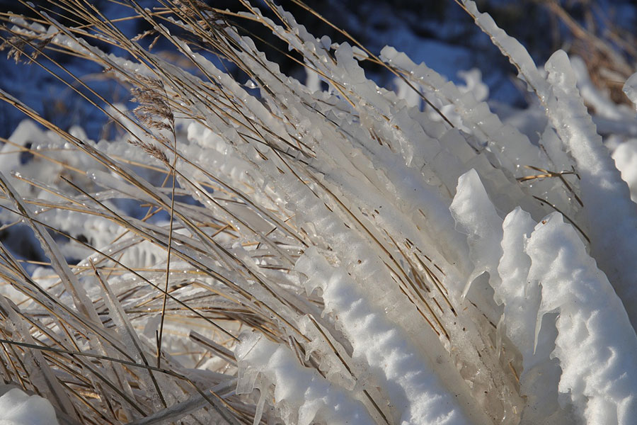 Condiciones invernales donde las cañas de hierba están cubiertas por una gruesa capa de hielo.