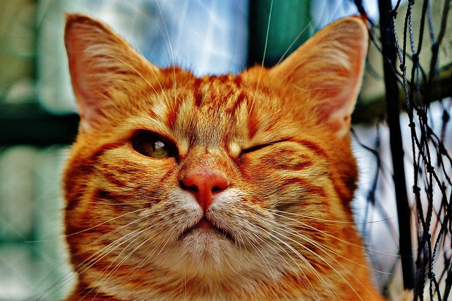 Gato atigrado naranja guiñando un ojo