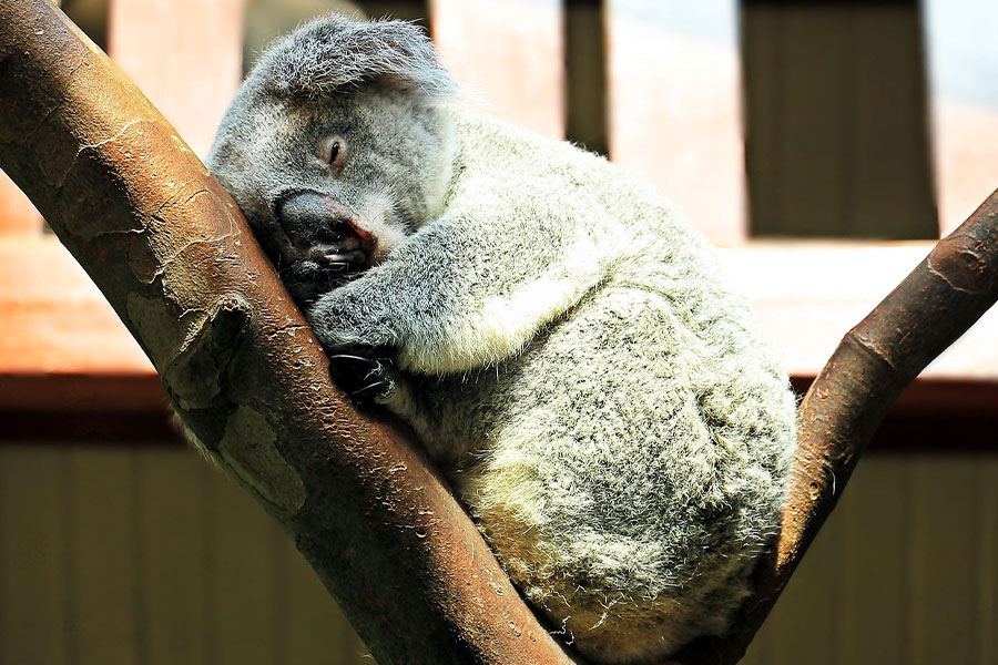 Koala durmiendo en un árbol