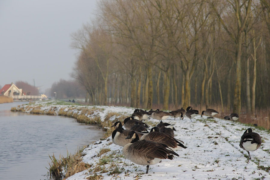 Invierno en algún lugar de Delft, Países Bajos, madera