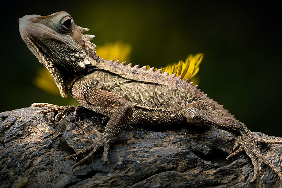 Un lagarto dragón del bosque de Boyd