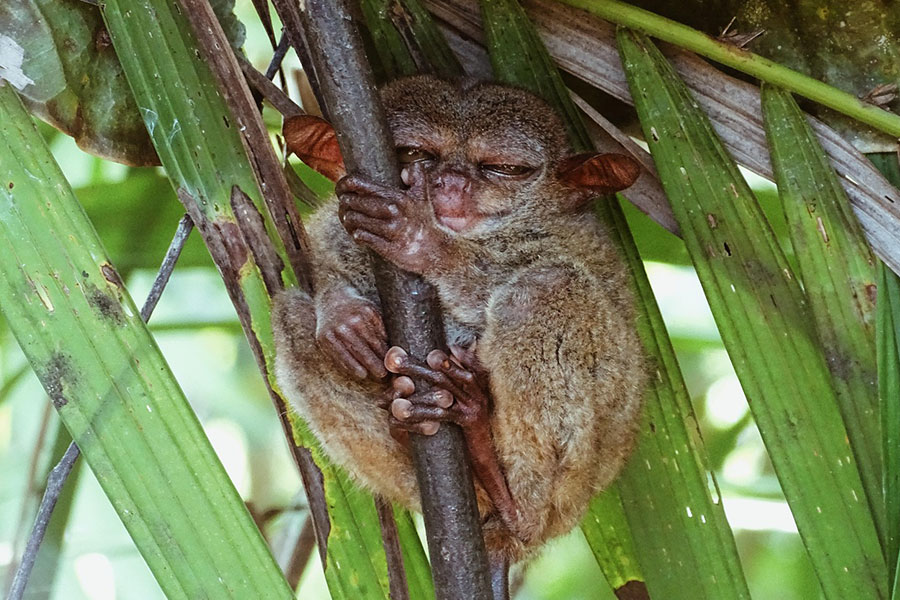 Tarsero koboldmaki de Bohol
