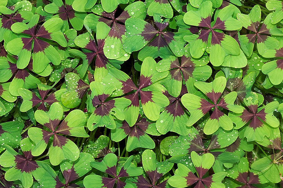 Oxalis tetraphylla conocida como cruz de hierro