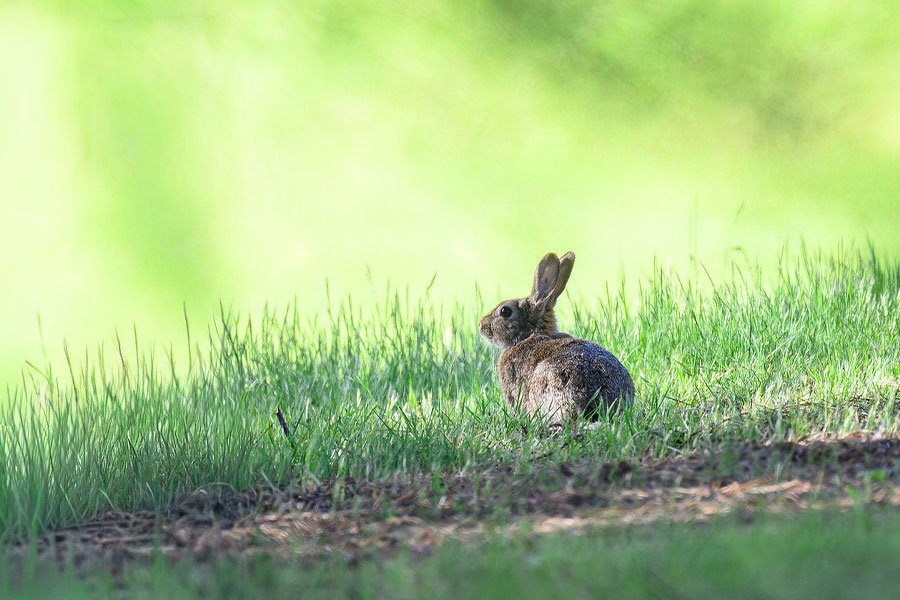 Liebre o conejo en la hierba