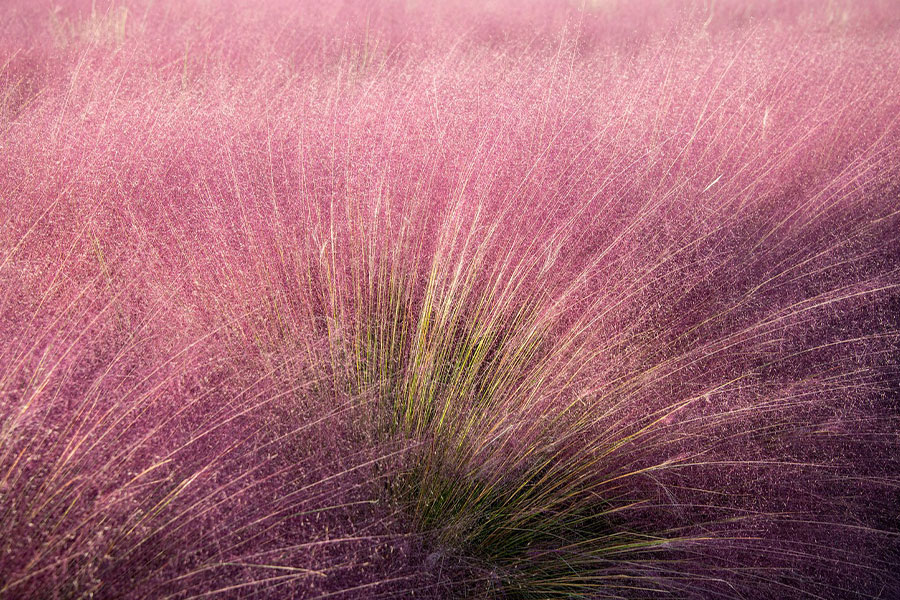 Hierba muhly rosa