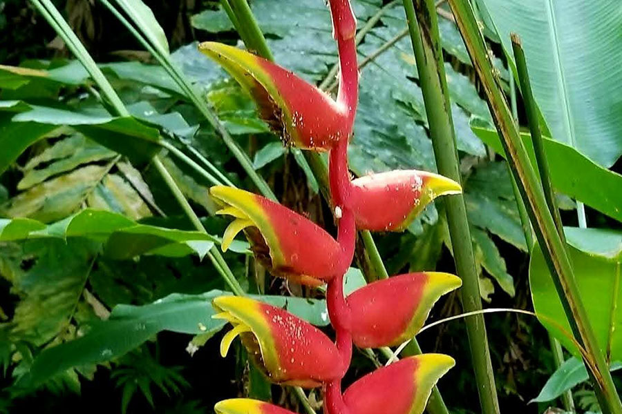 La planta heliconia rostrata