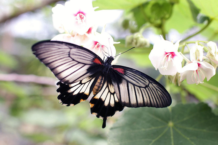 Parece una gran mariposa mormona hembra.
