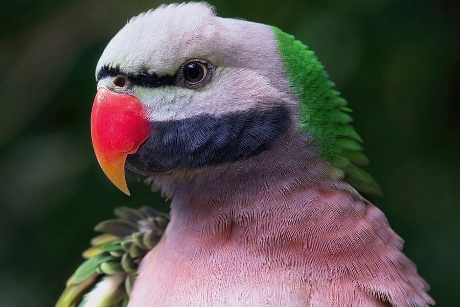 Loro bigotudo, ave nativa de la India