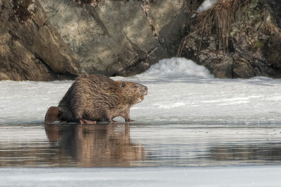Castor euroasiático, el roedor más grande de Europa