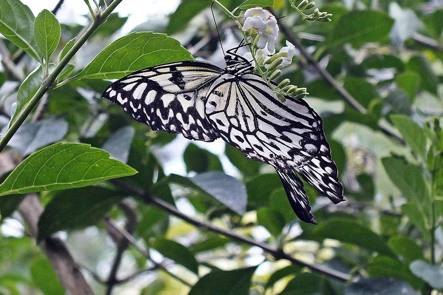 Idea de mariposa de cometa de papel leuconoe