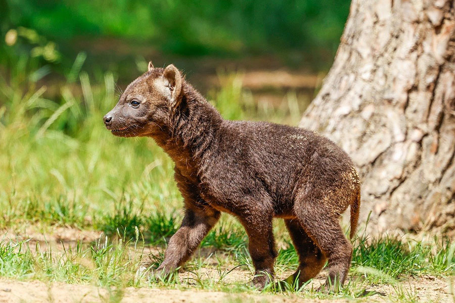 El cachorro joven perro de orejas cortas arbusto