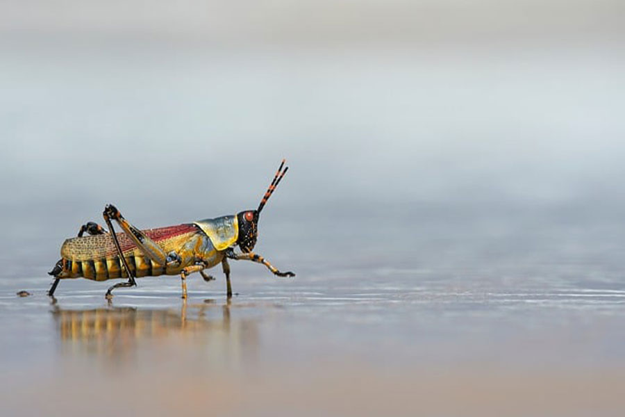Langosta arcoiris o romalea guttata