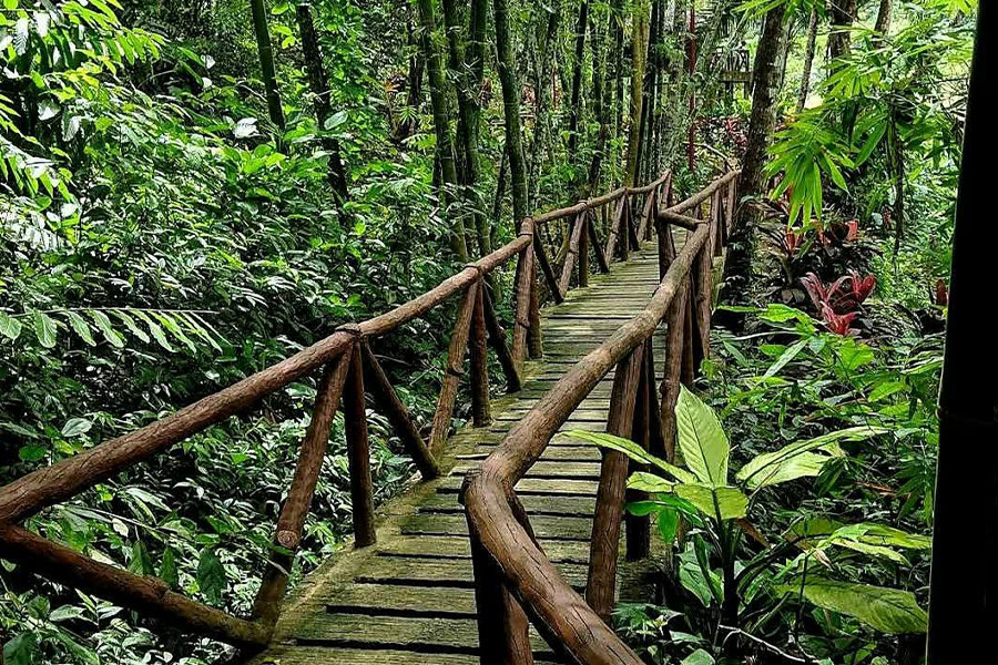 Pasarela que conduce a un exuberante y denso bosque de bambú.