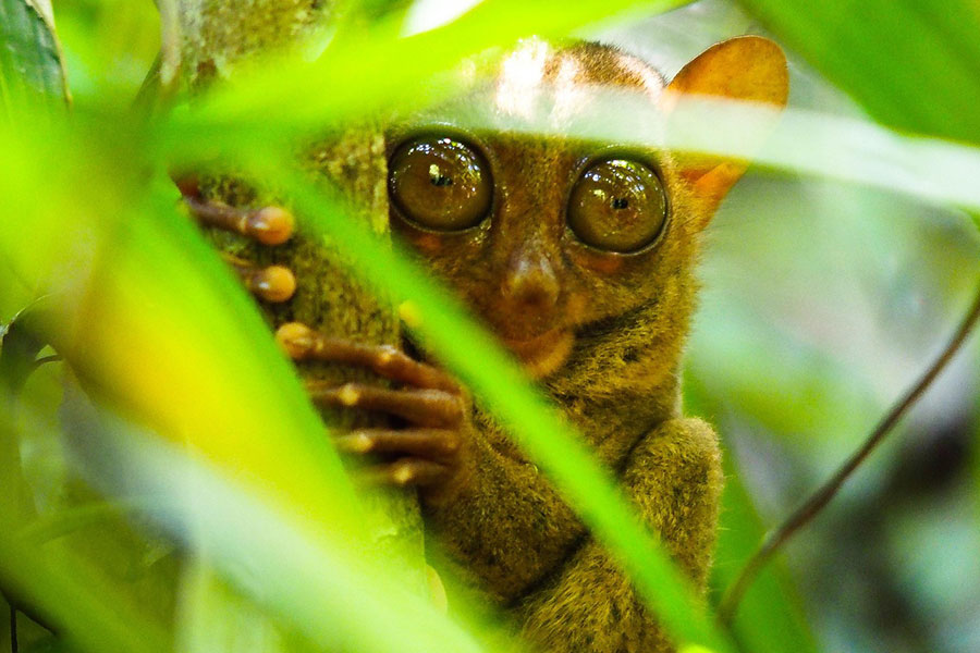 Tarso de Bohol, Filipinas