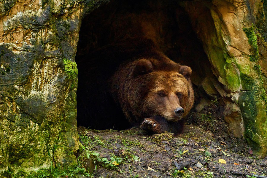 Oso pardo acostado en la guarida de una cueva