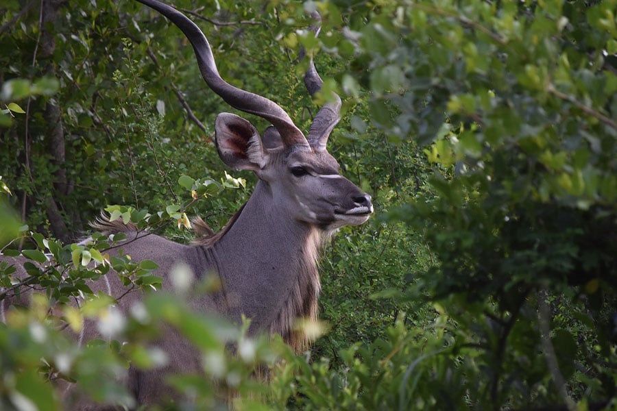 Woodland antelop greater kudu