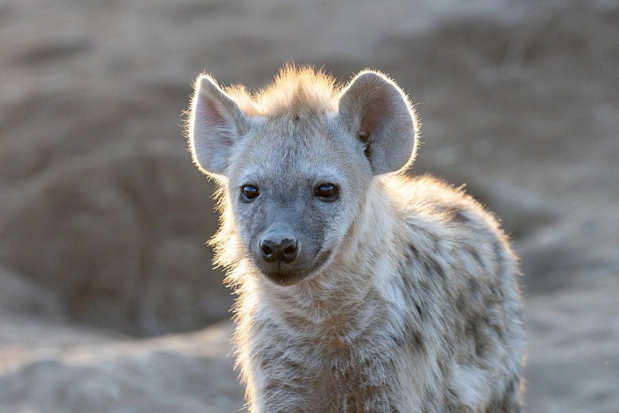 Spotted hyena