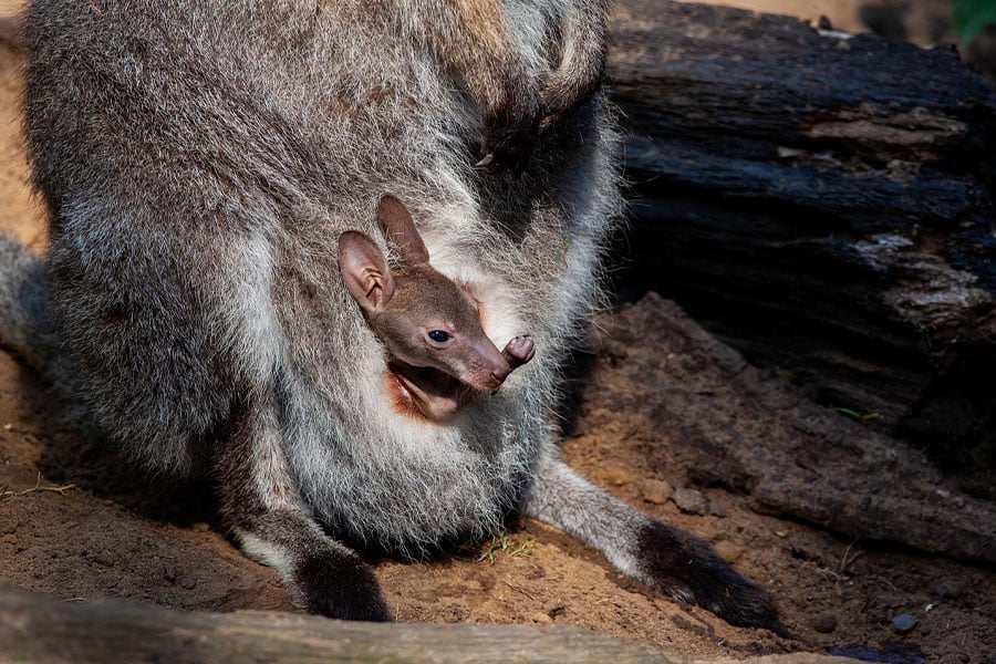Young wallby in the pouch