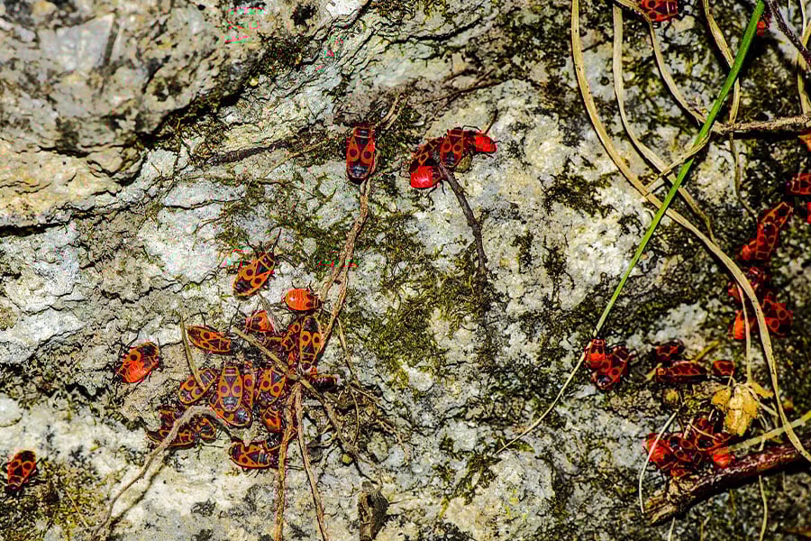 Policeman bug insects group