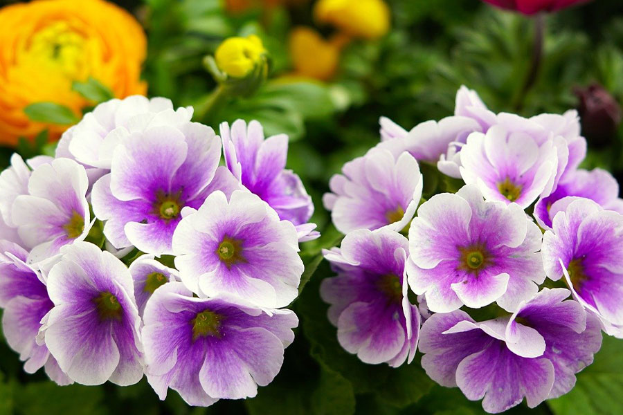 German primroses China native