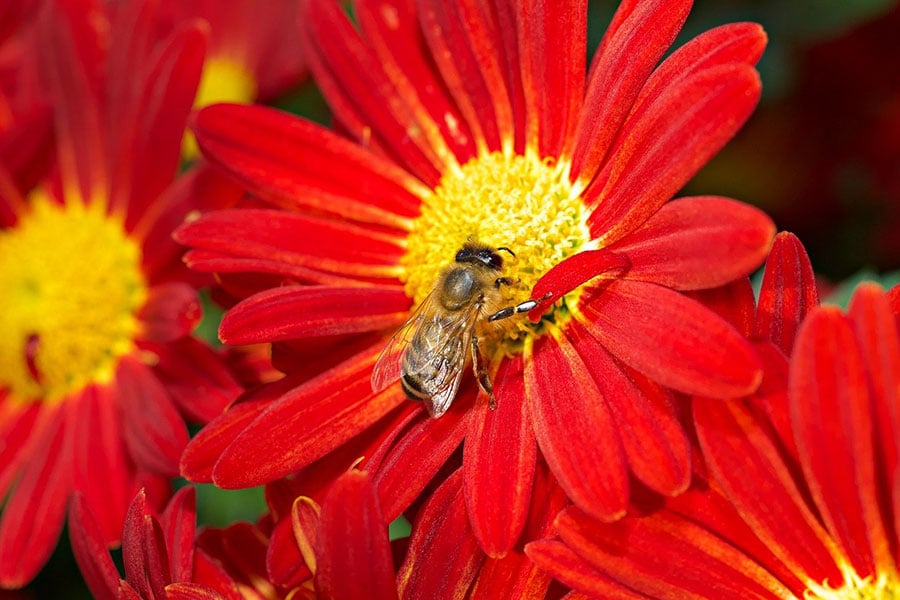 Autumn chrysanthemum flower and insects