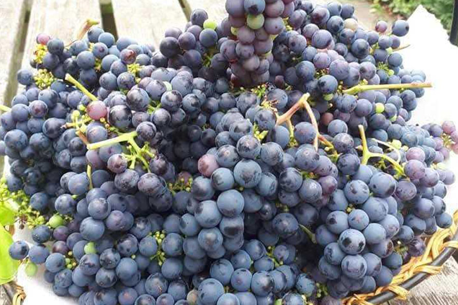 Grape fruits in the basket