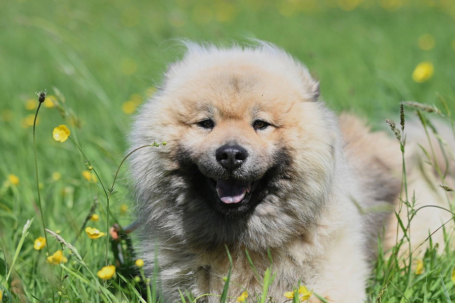 Perro Eurasier o chow chow