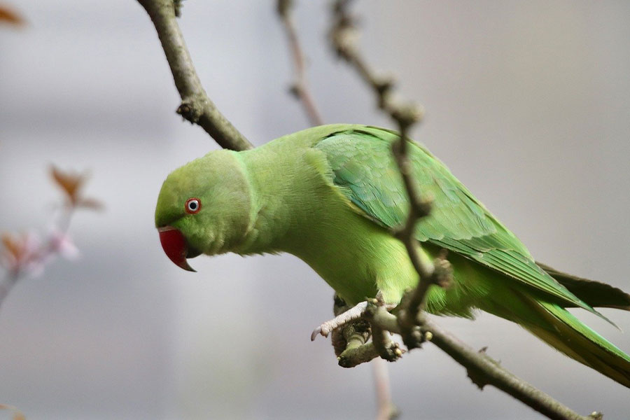 Ring neckled parakeet parrot
