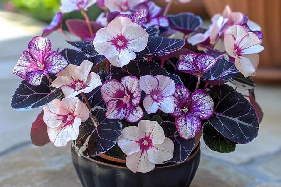 Streptocarpus